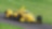Yellow Submarine on track